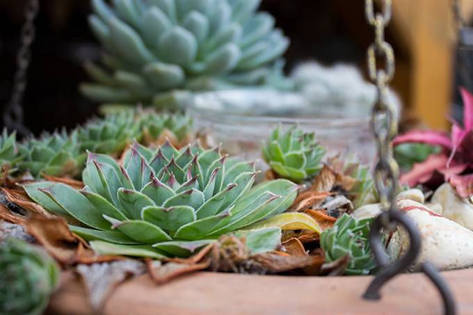 5 opções de plantas para decoração do seu apartamento-Brascon-06 5 opções de plantas para decoração do seu apartamento-Brascon-06