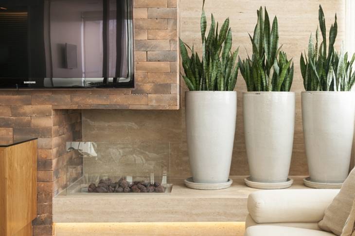 5-opções-de-plantas-para-decoração-do-seu-apartamento-Brascon 5-opções-de-plantas-para-decoração-do-seu-apartamento-Brascon